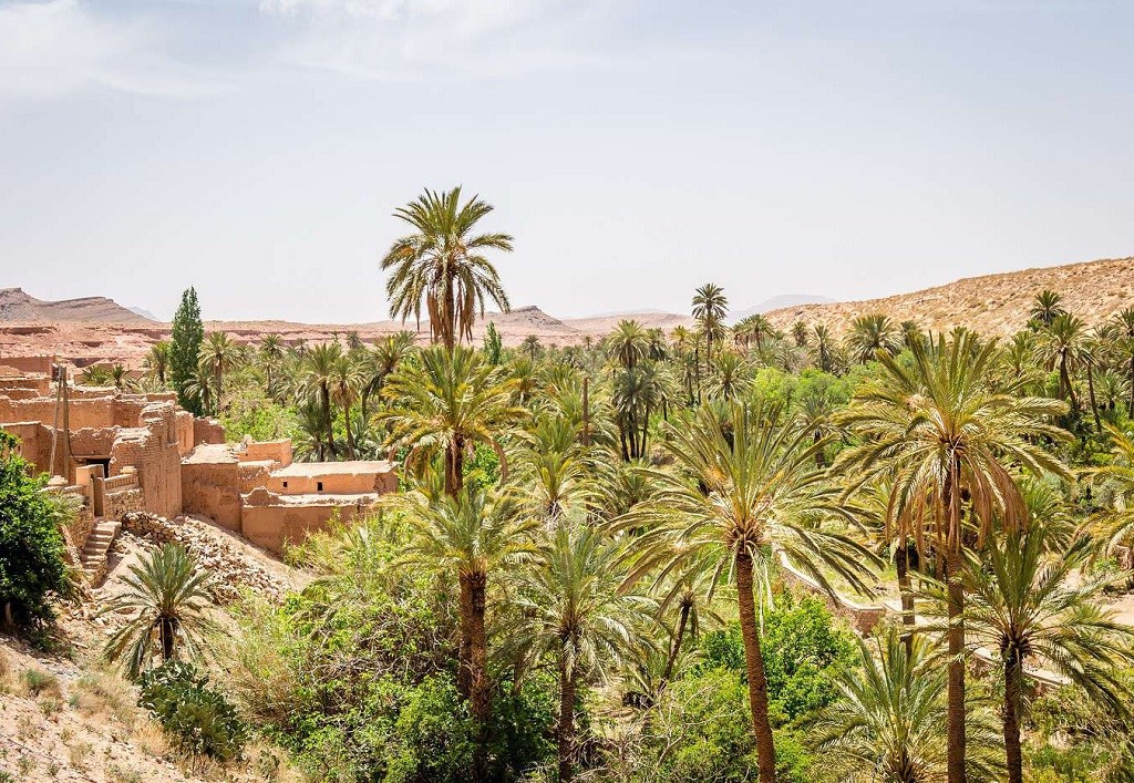Morocco and Its Largest Oasis: A Unique Green Haven