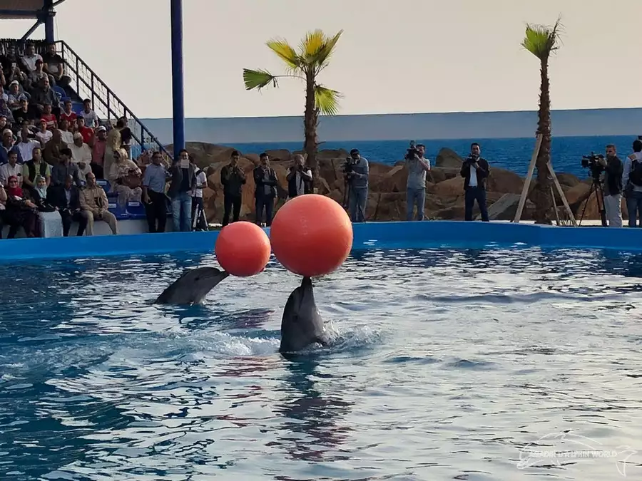 Spectacle de Dauphins à Agadir : Assistez à un show aquatique inoubliable au cœur du Maroc